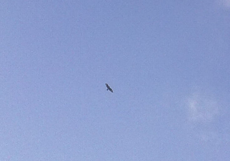 Rapace da id